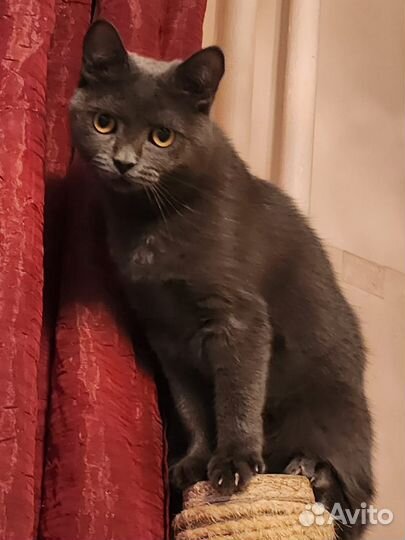 Красавица ищет себе Дом