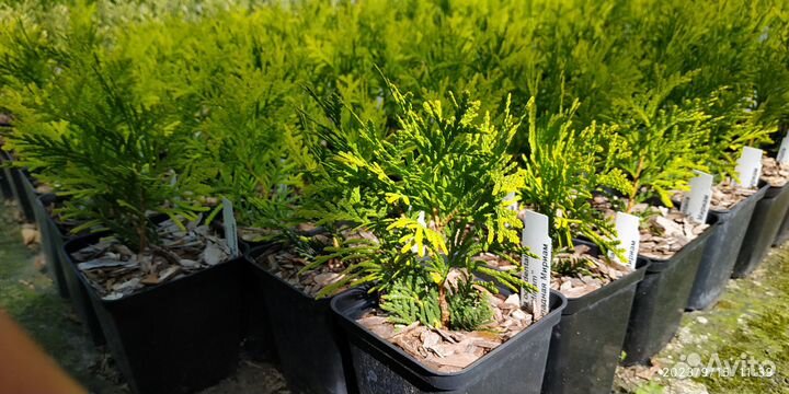 Туя Рейнголд Тедди Даника Мириам Голд Глоб Столвик