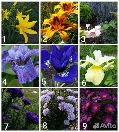 Многолетники кустами