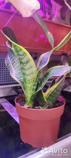 Сансевиерия