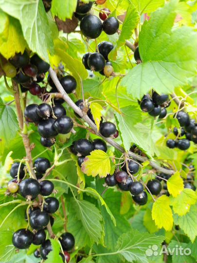 Чёрная смородина