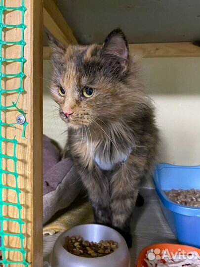 Кошечка бездомыш