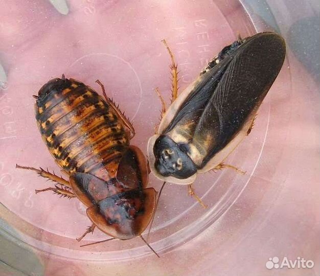 Аргентинский таракан(Блаптика)