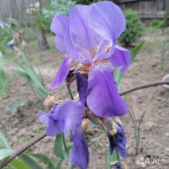 Ирис(3шт)