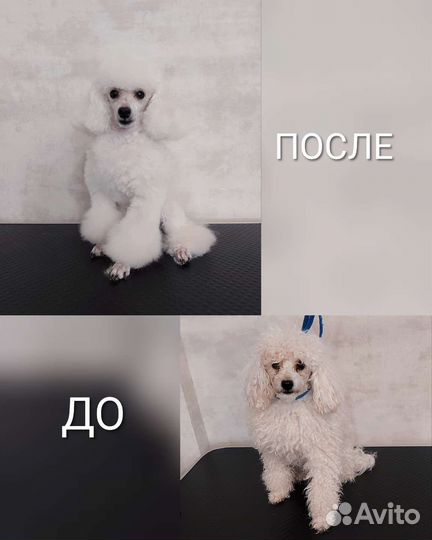 Грумер, груминг, стрижка собак и кошек