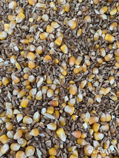 Зерносмесь, кукуруза и пшеница, ячмень,горох