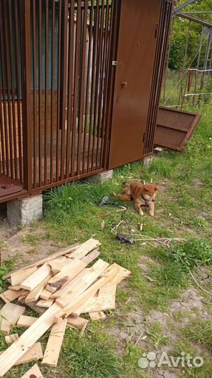 Вязка Сиба Ину