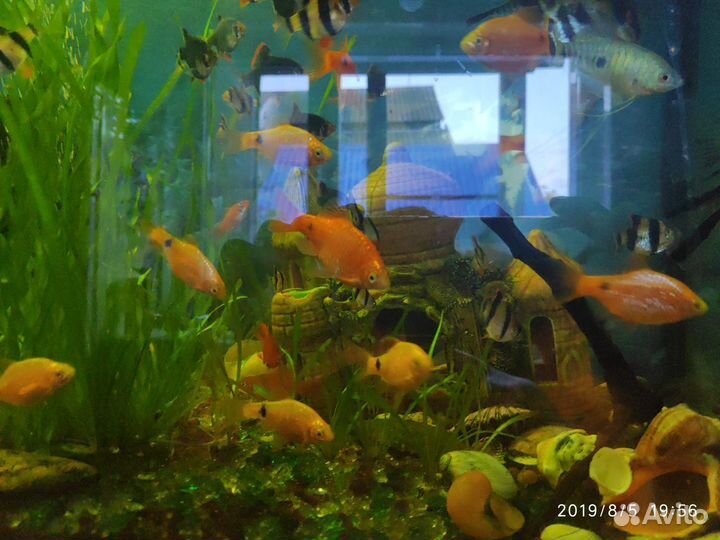 Рыбки, растения и улитки