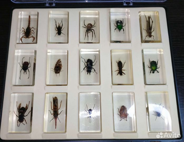 Насекомые и их знакомые Деагостини