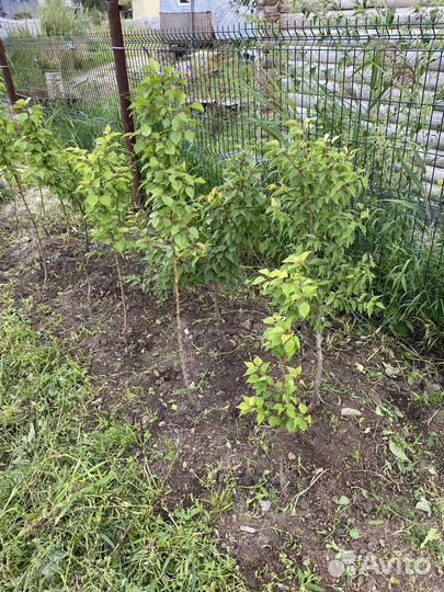 Саженцы абрикоса, ореха манчжурского