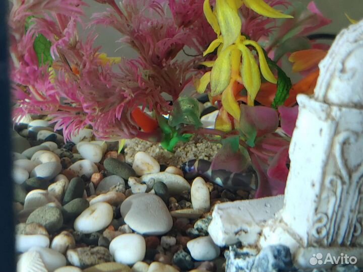 Аквариум Aquael