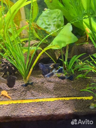 Гуппи metallik snake skin blue tail