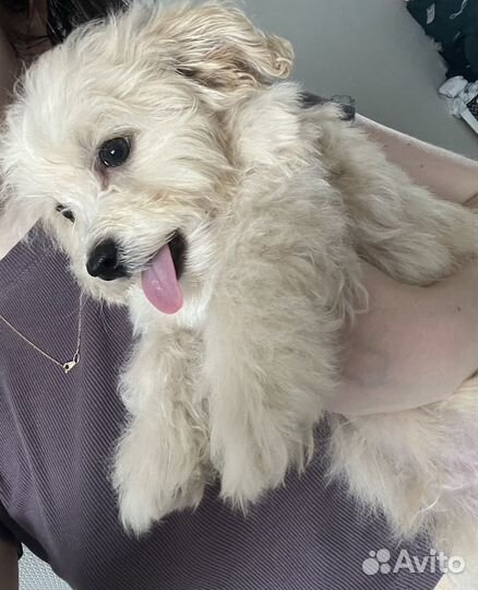 Мальтипу мальчишка