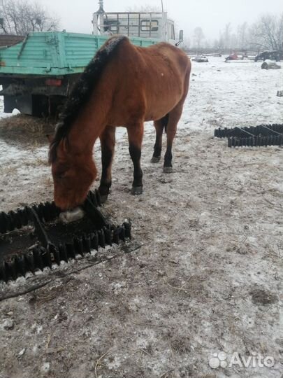 Кобыла в круг обученная спокойная