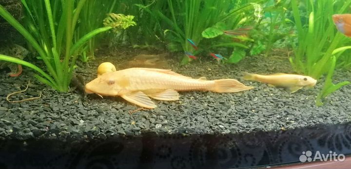 Птеригоплихт золотой