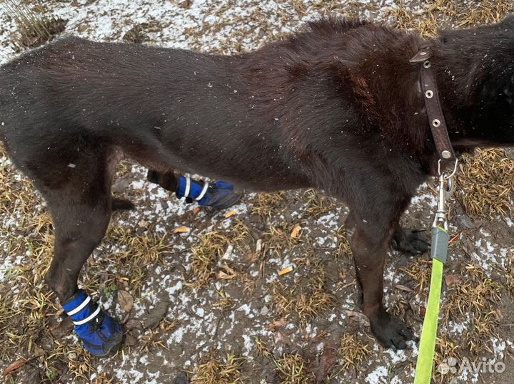 Ботинки для собак Triol