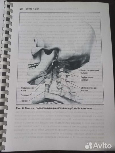 Анатомия тела в движении книга
