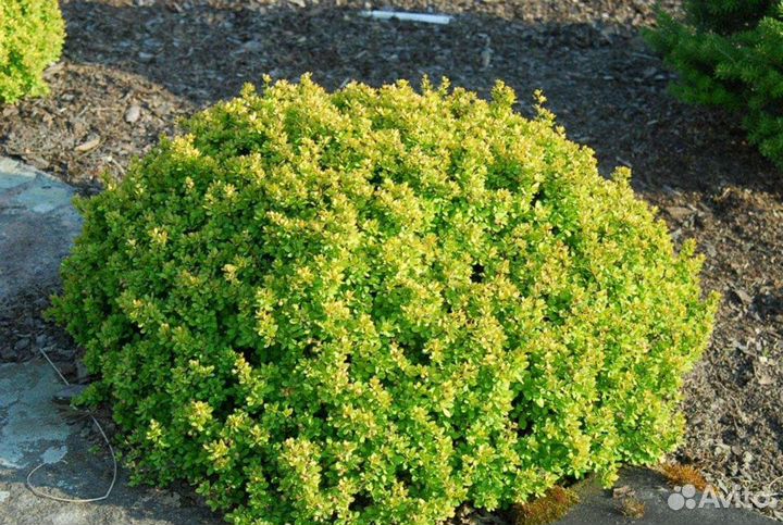 Барбарис Кобальт