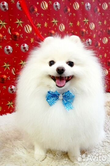 Стрижка собак и кошек