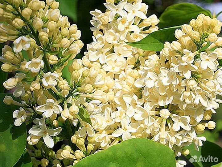 Сирень желтая прим роуз