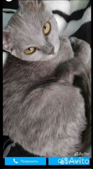 Русская голубая кошка