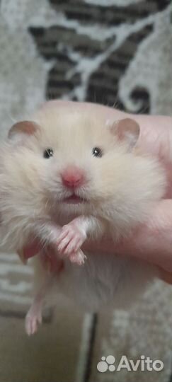 Сирийский хомяк