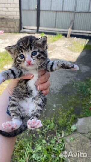 Отдам в добрые руки котят