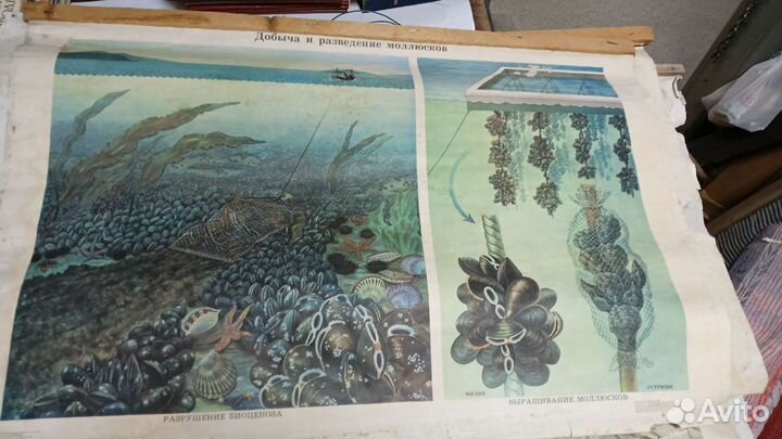 Плакаты по зоологии СССР