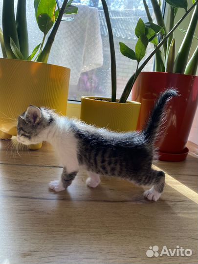 Котята
