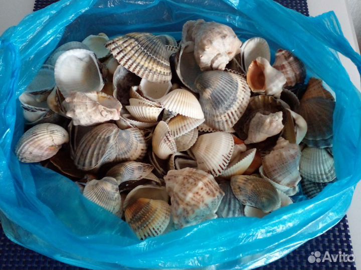 Морские ракушки раковины