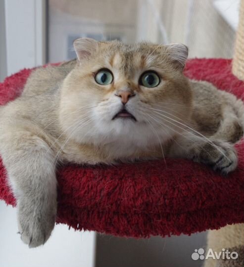 Вязка с шотландским золотым вислоухим котом