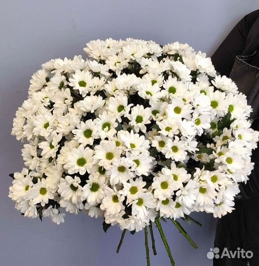 Хризантема Цветы Доставка