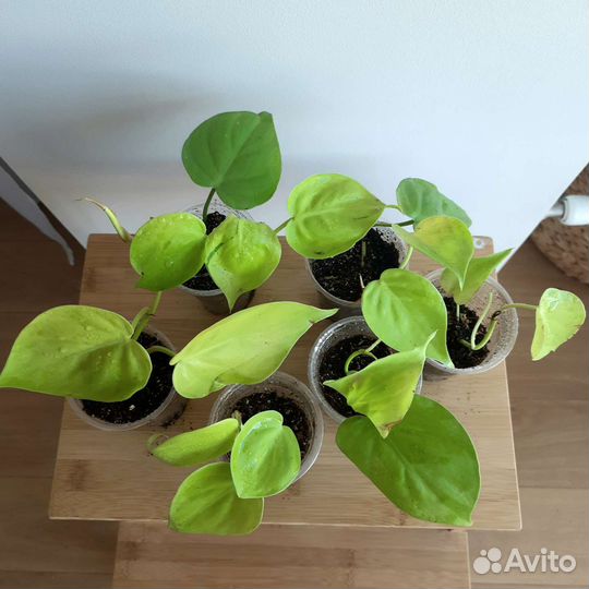 Филодендрон Сканденс Лемон / Лайм лиана комнатная