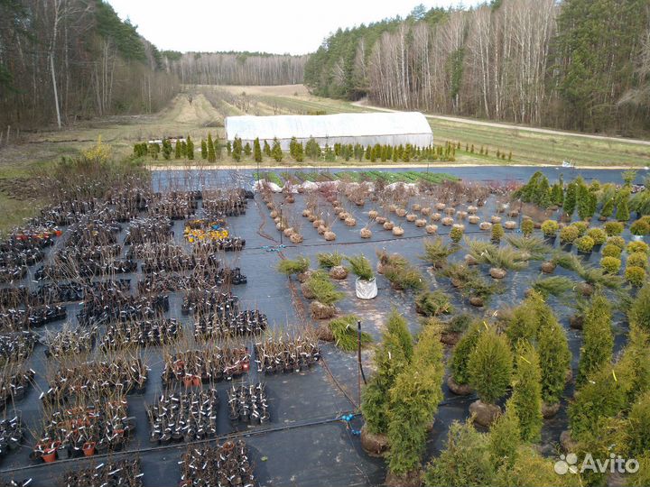 Продажа саженцев питомник Тимирязевский