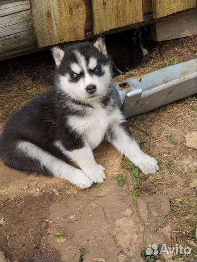 Щенки сибирской хаски