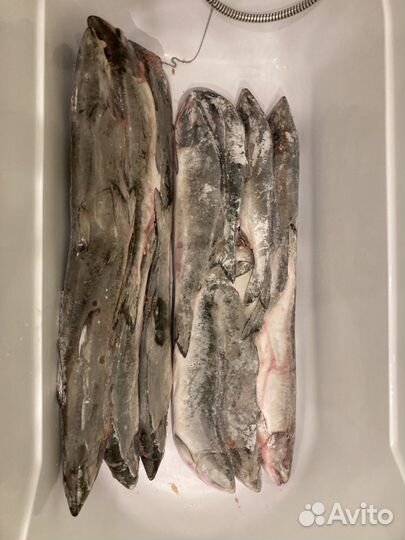 Горбуша свежего улова