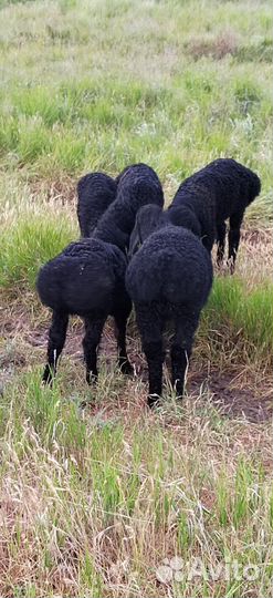 Продажа баранчик в, производители, кучкары