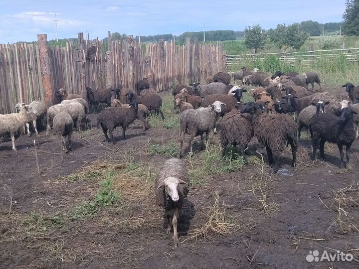 Стадо овец, бараны на мясо