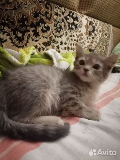 Серая кошечка