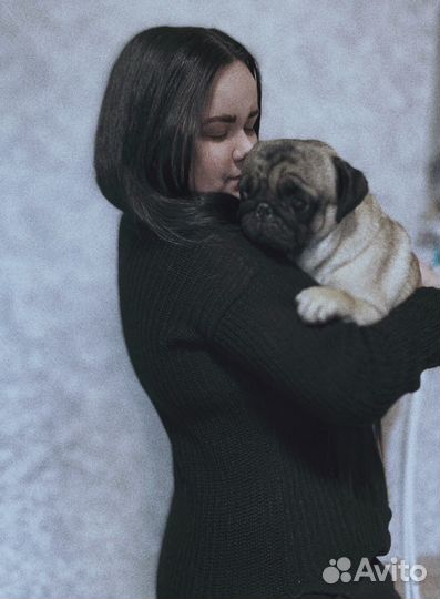 Передержка для собак