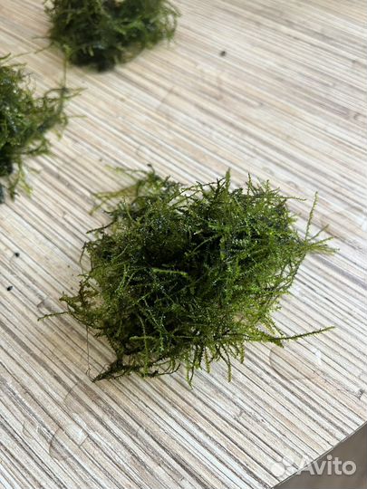 Аквариумные растения
