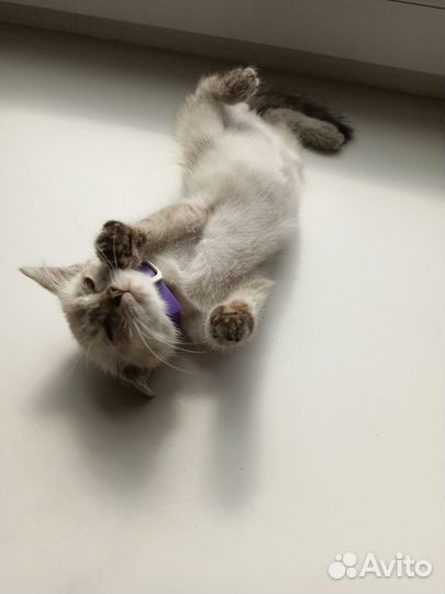 Котёнок 1,5 месяца