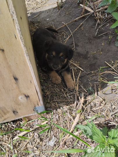 Щенки в дар