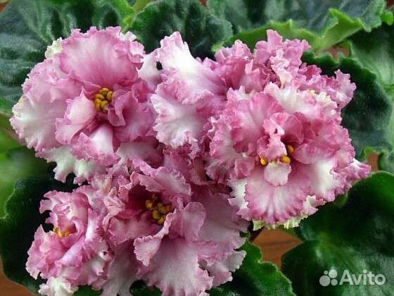 Фиалка ав-Белая Гвоздика