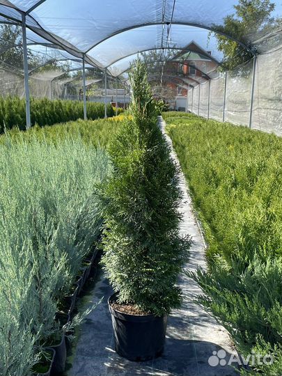 Хвойные растения