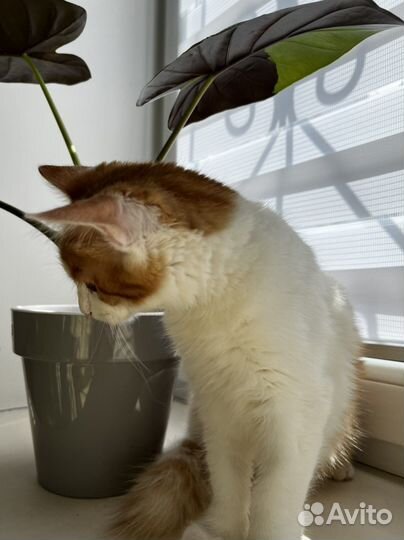 Чудо кот