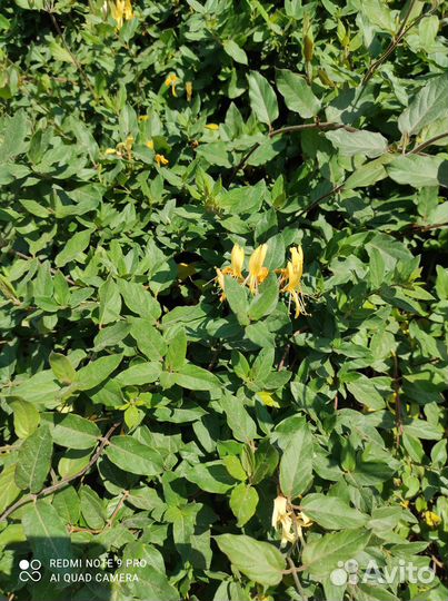 Клематис, ромашка,роы