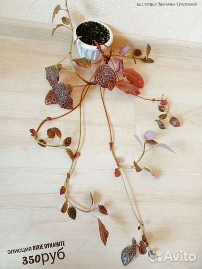 Комнатные цветы (бегонии,эписции,циссус,пеперомия)