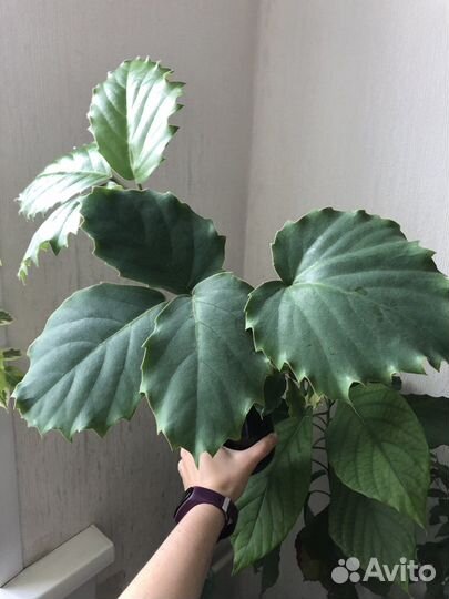 Тетрастигма