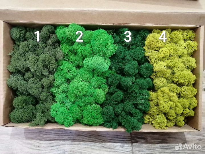 Стабилизированный мох